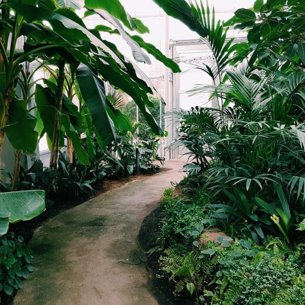 photography of pathway surrounded by plants.jpg photography of pathway surrounded by plants.jpg